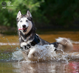 Хаски купается в озере