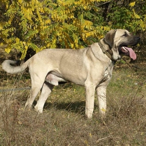 Описание внешности кангала