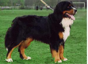 В чем преимущества породы