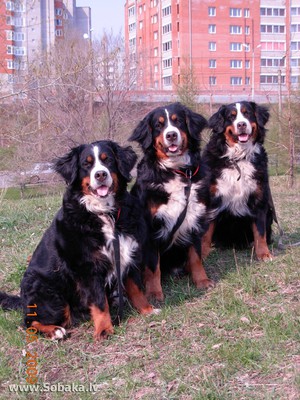 Чем кормить собак 