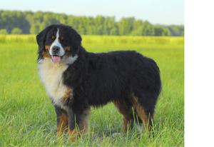 Бернский зенненхунд: описание породы, характер и уход