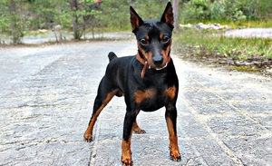 Мини-доберман: особ