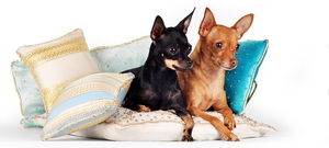 Порода доберман карликовый