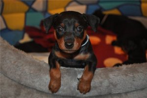 Маленький щенок цвергпинчера