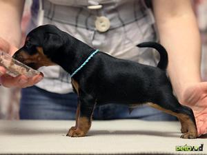 Маленький доберман обедает