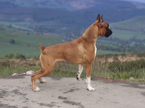 Немецкий боксер: всё о породе, характере и уходе