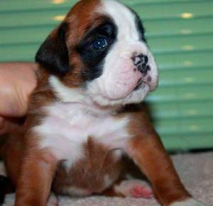 Молодой немецкий боксер