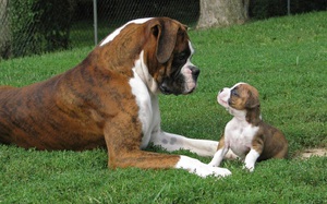 Щенки немецкого боксера