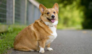 Вельш корги пемброк Собаки породы Вельш корги пемброк