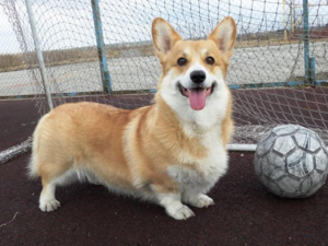 Вельш корги пембрук Собака Вельш корги пембрук