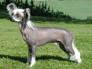 История породы китайской хохлатой собаки