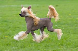 Внешность китайской хохлатой собаки