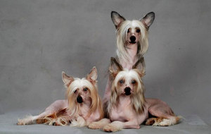 Китайская хохлатая собака в доме