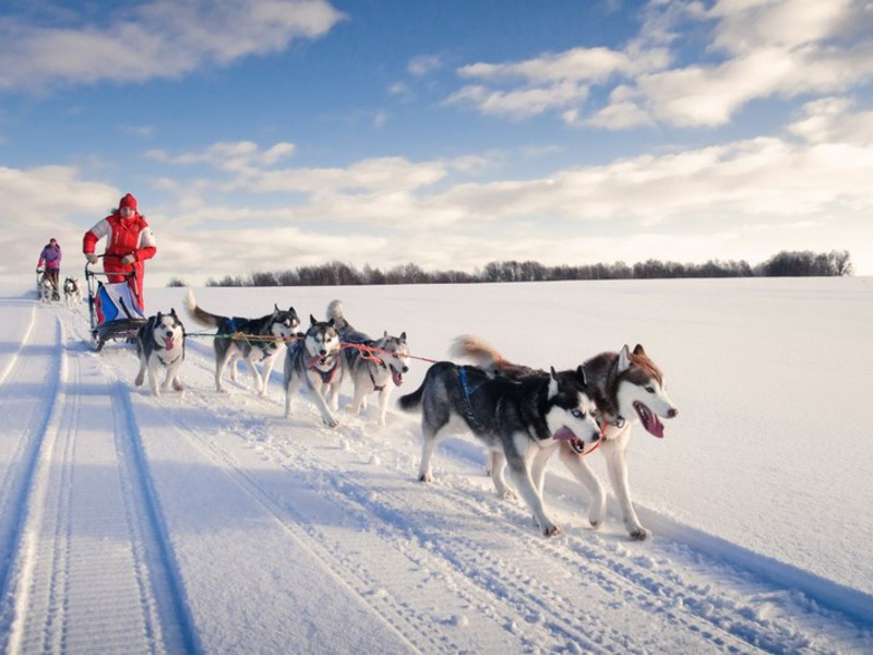 Собаки породы Сибирский хаски в упряжке Упряжка с собаками хаски