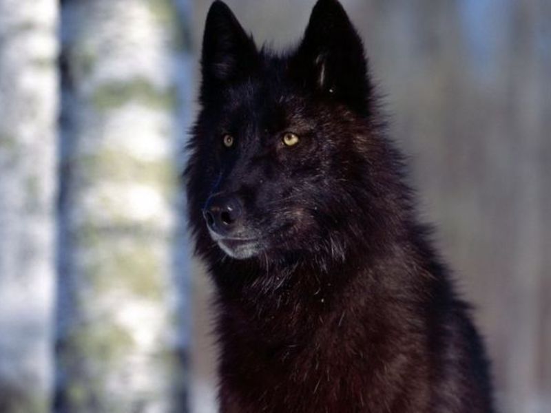 Сибирский хаски черного окраса Хаски черного цвета