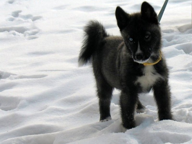 Щенок сибирской хаски черного окраса Черный щенок хаски