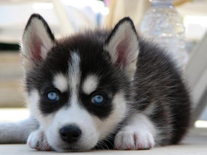 Щенок сибирской хаски черно-белого окраса Черно-белый щенок хаски