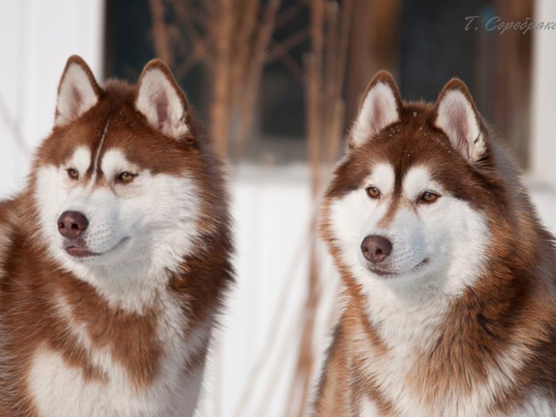 Сибирские хаски шоколадного окраса Шоколадные хаски