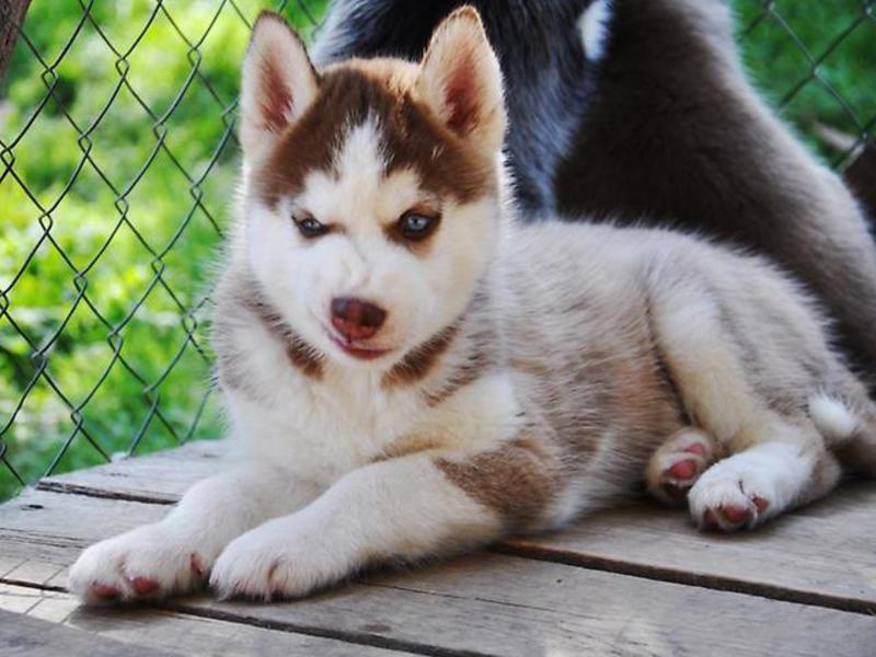 Щенок сибирской хаски шоколадного окраса Щенок хаски шоколадного цветай