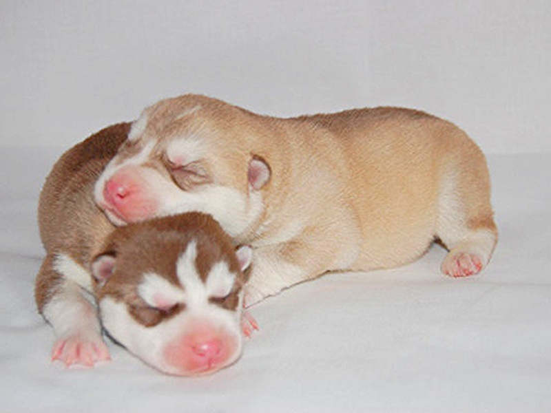 Новорожденные щенки породы Сибирский хаски Новорожденные хаски