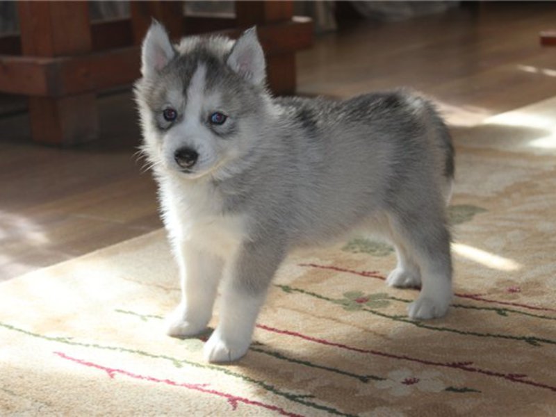 Щенок сибиркой хаски серо-белого окраса Серо-белый щенок хаски