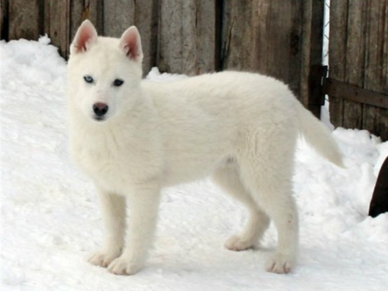 Сибирский хаски серебристо-белого окраса Белый хаски