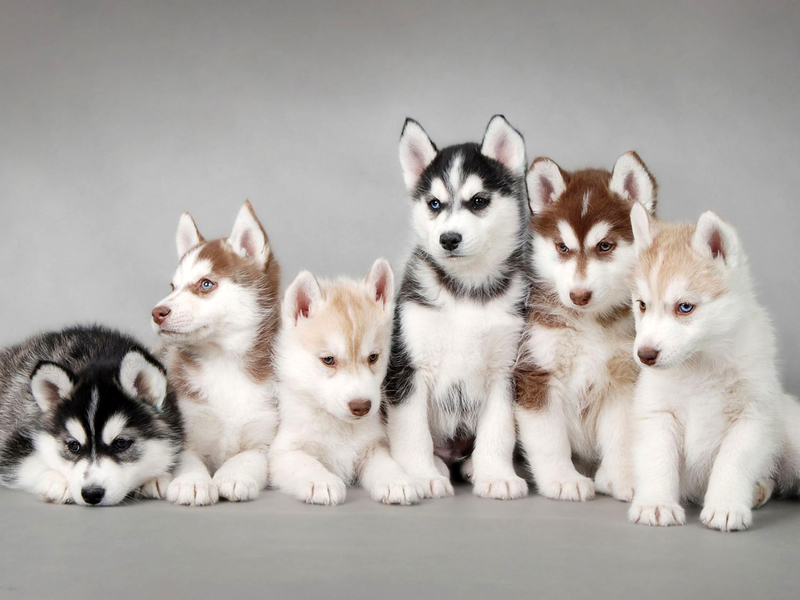 Щенки сибирского хаски различных окрасов Разные щенки хаски