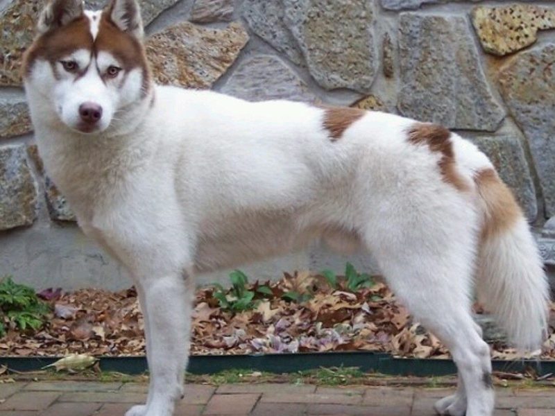 Сибирский хаски пинто-окраса Хаски цвета пинто