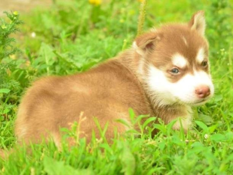 Щенок сибирской хаски медного окраса Щенок хаски медного цвета
