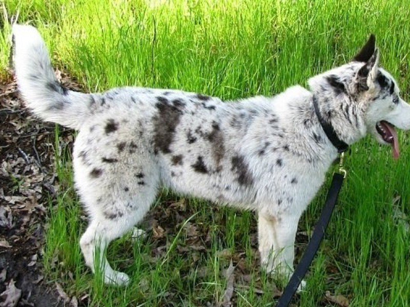 Сибирский хаски мраморного окраса Хаски мраморного цвета