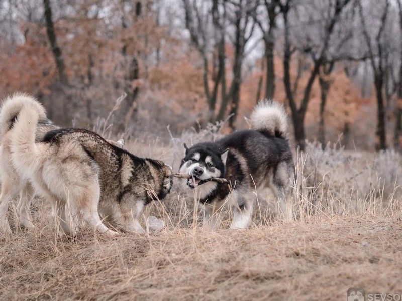 Хаски любят активные игры на свежем воздухе Игры хаски