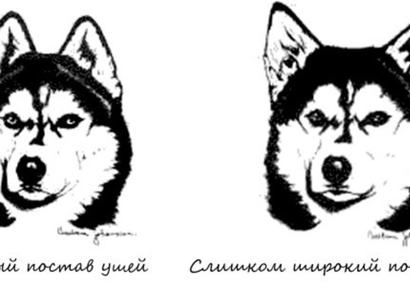 Постав ушей у породы Сибирский хаски Уши хаски