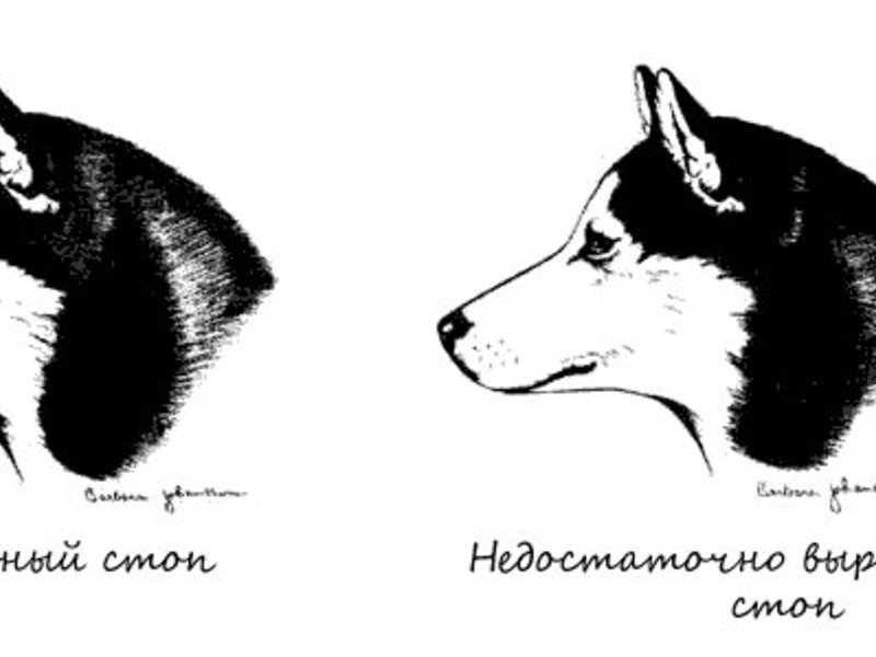 Стоп у породы собак Сибирский хаски Голова хаски