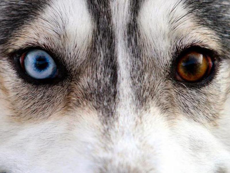 Глаза пса породы Сибирский хаски с гетерохромией Разноцветные глаза у хаски
