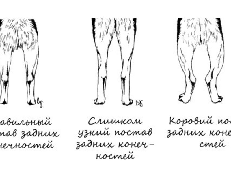 Расстановка задних лап сибирского хаски Задние лапы хаски