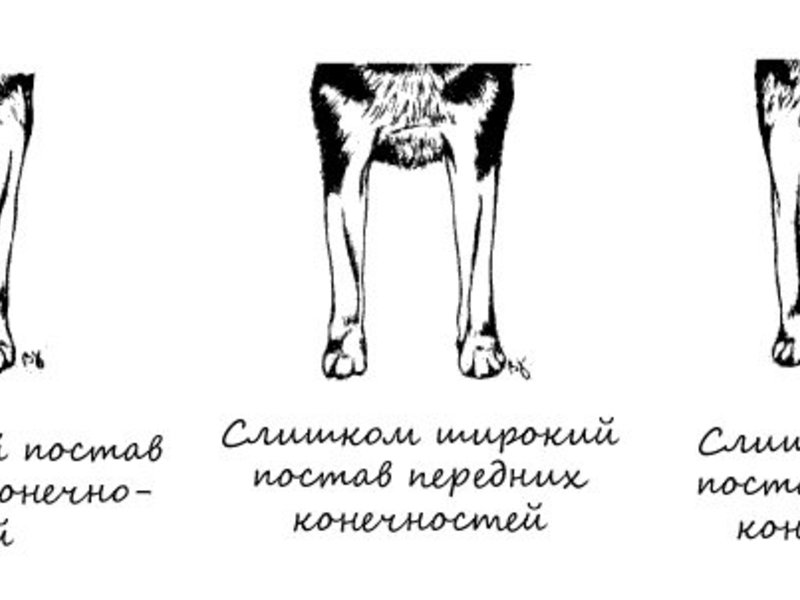 Расстановка передних лап сибирского хаски Передние лапы хаски