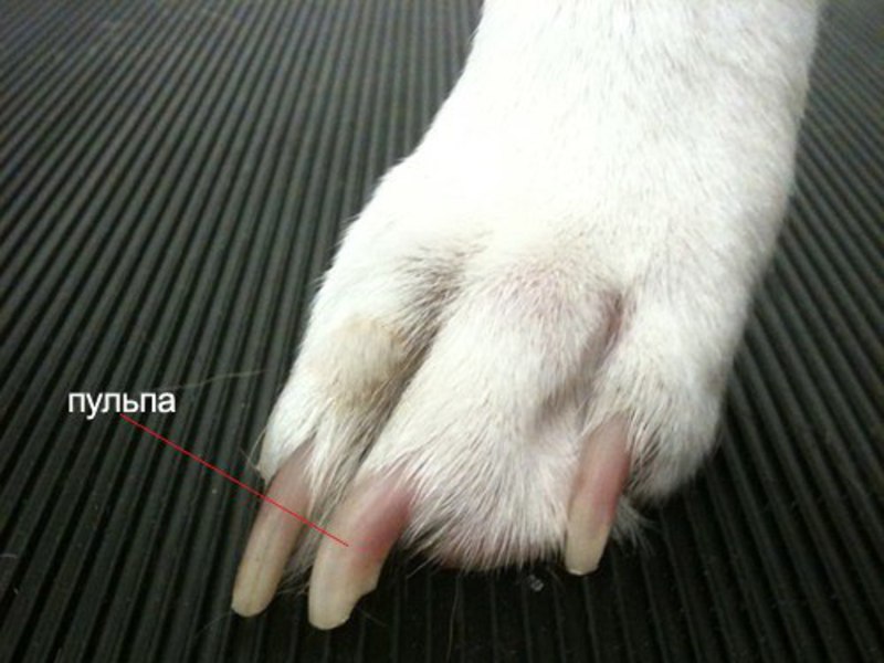 Когти сибирского хаски Когти хаски