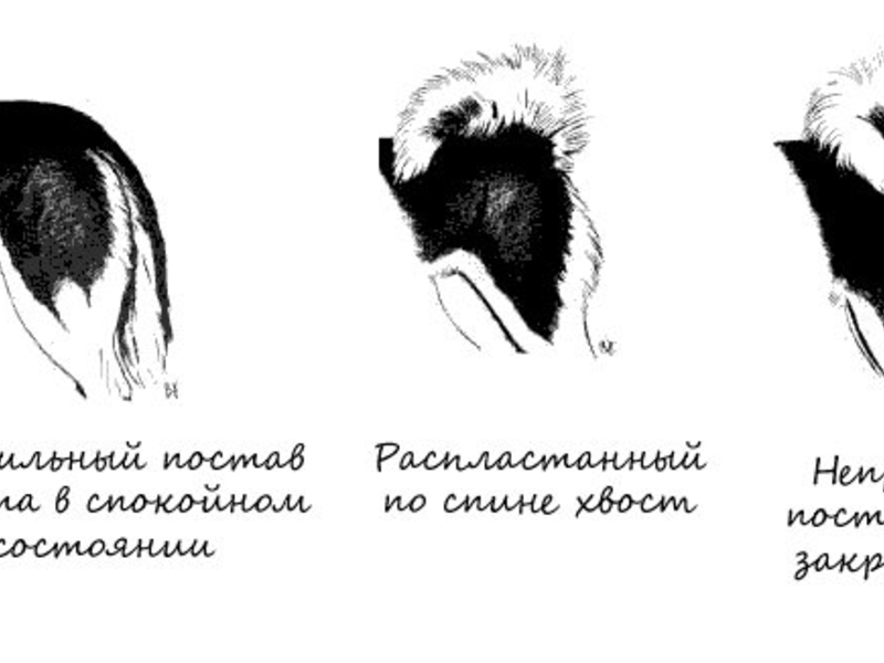 Хвост собак породы Сибирский хаски Хвост хаски