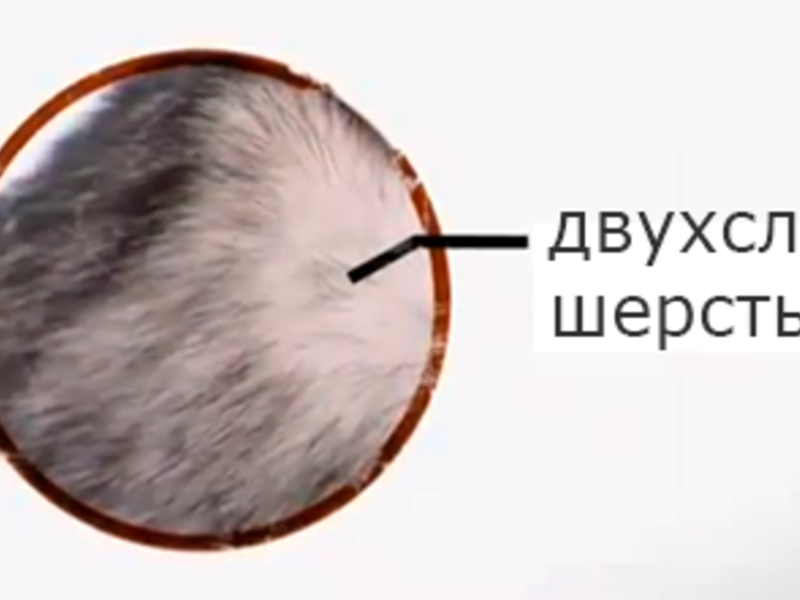 Шерсть собак породы Сибирский хаски Шерсть хаски