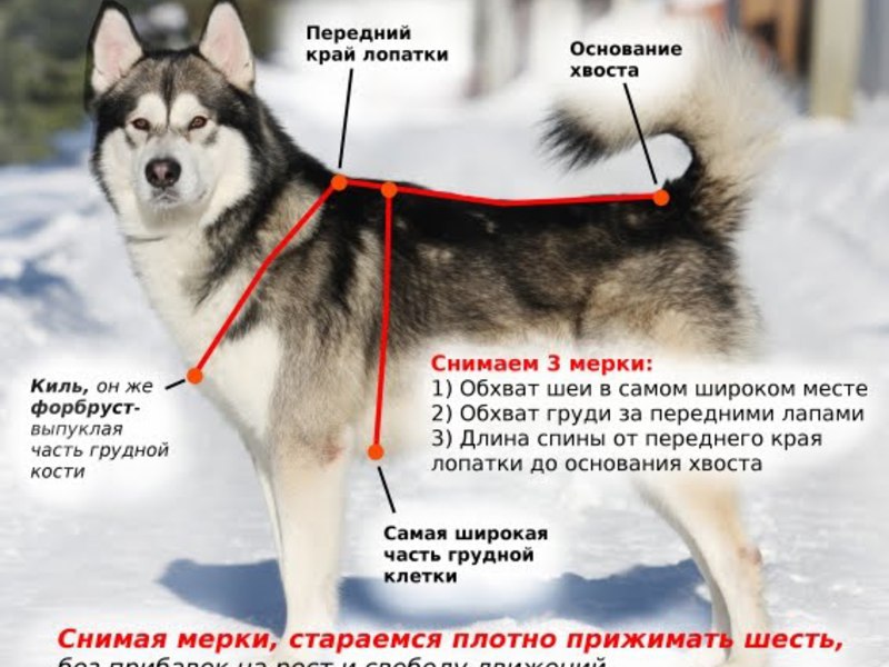 Как правильно подобрать упряжку для хаски Подбор упряжки для хаски