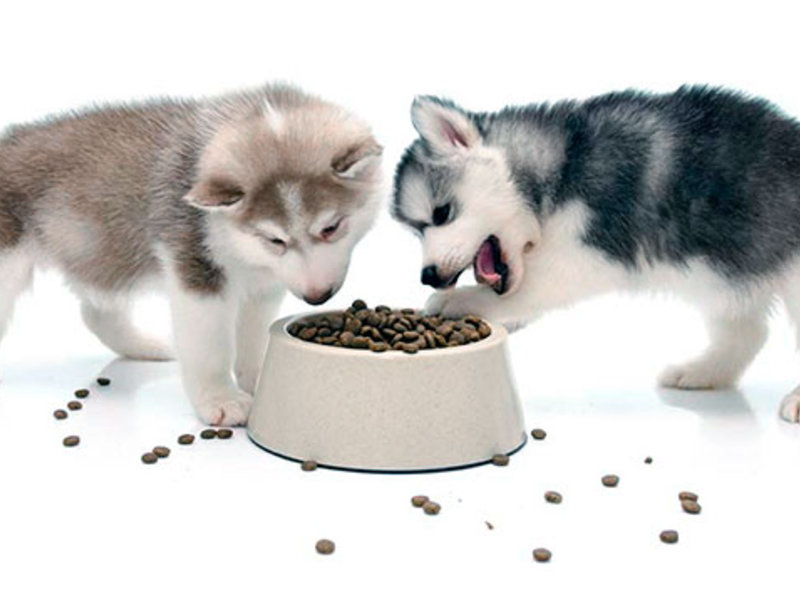 Для собак породы Сибирский хаски подходит сухой корм Корм для хаски