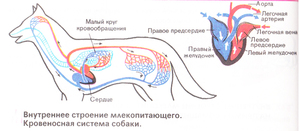 Собачье сердце