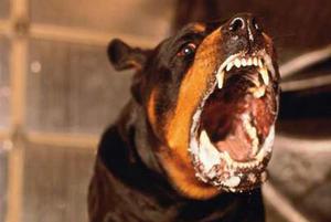 Бешенство-лечение