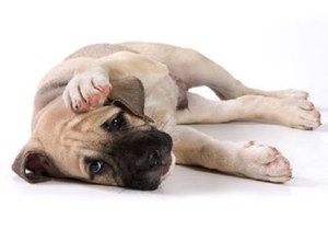 Симптомы болезни