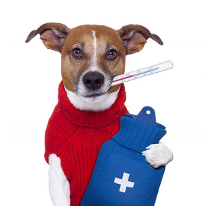 Температура у собак