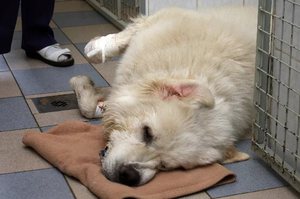 Стадии эпилептических приступов