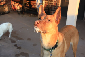 Симптомы бешенства у собак: как распознать на ранней стадии