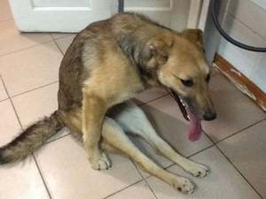 Бешенство у собак