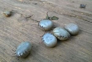 Возбудители пироплазмоза у собак