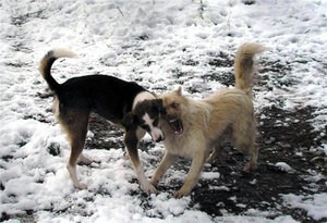 Заражение бешенством